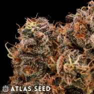 Atlas Seed Sour Cherry Diesel