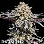 Atlas Seed Super Banana Runtz