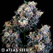 Atlas Seed Super Sour Runtz