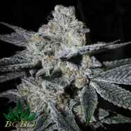 BC Bud Depot Seeds Dosi Cookies