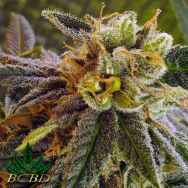 BC Bud Depot Seeds Elliots Sister