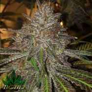 BC Bud Depot Seeds Pope Von Dank