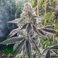 BC Bud Depot Seeds The Breath