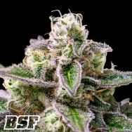 BSF Seeds Tropi Cherry