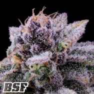 BSF Seeds GTA