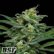 BSF Seeds Lebron Haze XXL Auto