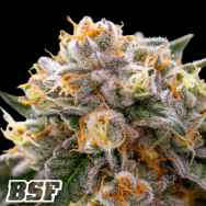 BSF Seeds Nerdz