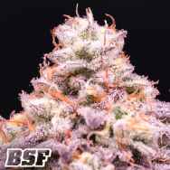 BSF Seeds Nicole Punch