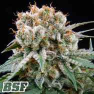 BSF Seeds Choco Cream