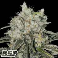 BSF Seeds Double Cookies