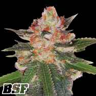 BSF Seeds Gorilla Banana