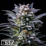 BSF Seeds Gorilla Ghost