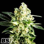 BSF Seeds Gorilla Kingdom Faster AKA Gorilla Glue Faster