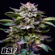 BSF Seeds Gorilla Rainbow