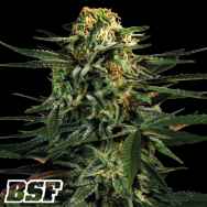 BSF Seeds Green Tiger Fast Flowering