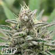 BSF Seeds Herijuana