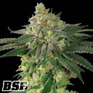 BSF Seeds Lebron Haze