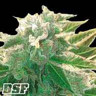 BSF Seeds Orange Blossom XXL Auto