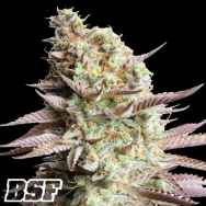 BSF Seeds Orange Blossom