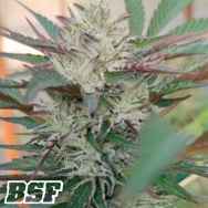 BSF Seeds Pine Tar Kush