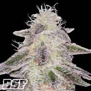 BSF Seeds White Gorilla