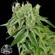 Crockett Family Farms Seeds Banana Split