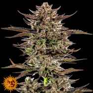 Barneys Farm Seeds AUTO Frosted Zinn x 3 Bears OG