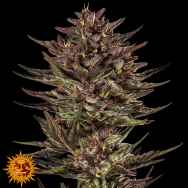 Barneys Farm Seeds AUTO Frosted Zinn x Cookie Dog
