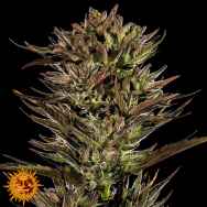 Barneys Farm Seeds AUTO Thin Mint x Sour Pinot