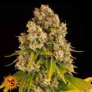 Barneys Farm Seeds AUTO Cheese