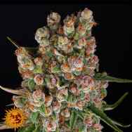 Barneys Farm Seeds AUTO GMO