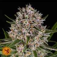 Barneys Farm Seeds AUTO Lemon Haze