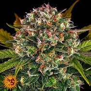 Barneys Farm Seeds AUTO Strawberry Cheesecake