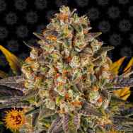 Barneys Farm Seeds Banana Punch