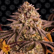 Barneys Farm Seeds Blue Sunset Sherbert