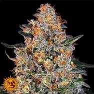 Barneys Farm Seeds Bubba Kush