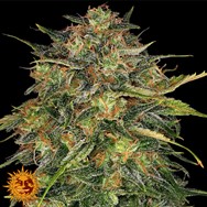 Barneys Farm Seeds Cheese