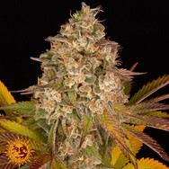 Barneys Farm Seeds AUTO Cookies Kush