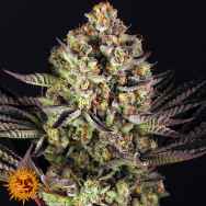 Barneys Farm Seeds Dos Si Dos #33