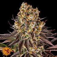 Barneys Farm Seeds Gelato #45