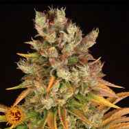 Barneys Farm Seeds GMO