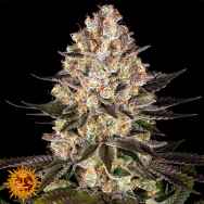 Barneys Farm Seeds Hindu Kush