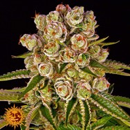 Barneys Farm Seeds Kush Mintz