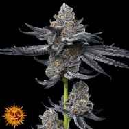 Barneys Farm Seeds & Cypress Hill’s B-Real LFG