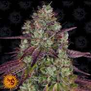 Barneys Farm Seeds Mimosa Evo