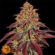 ORANGE LINE — HIGH END PREMIUM CANNABIS SEEDS THAT WASH — 11s Genetics