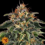 Barneys Farm Seeds Moby Dick