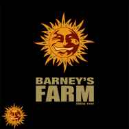 Barneys Farm Seeds White Widow XXL AKA White Widow
