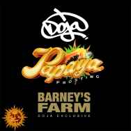 Barneys Farm Seeds & Doja Exclusive Papaya Frosting