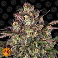 Barneys Farm Seeds Peyote Critical